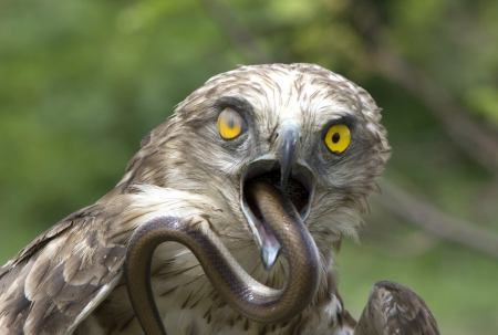 Eagle eating snake